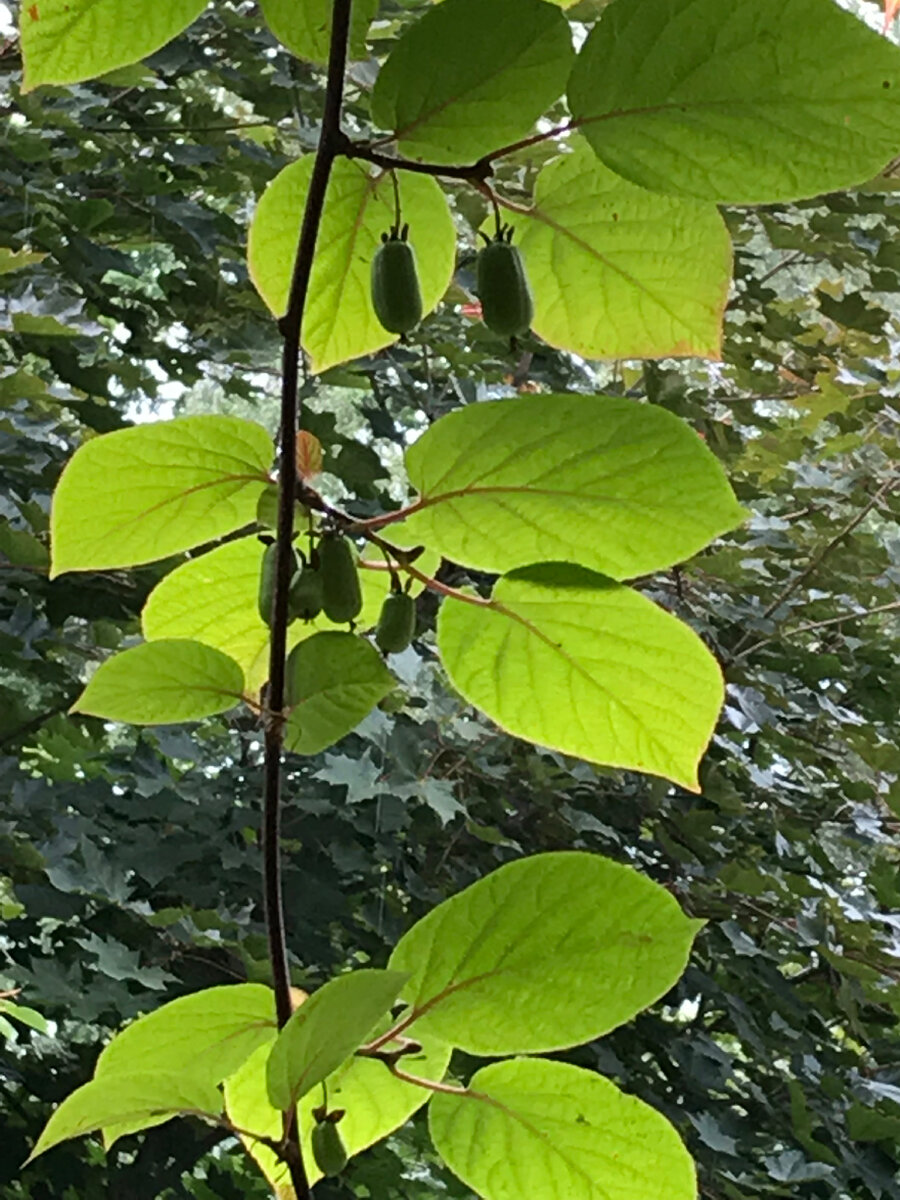 Актинидия Коломикта