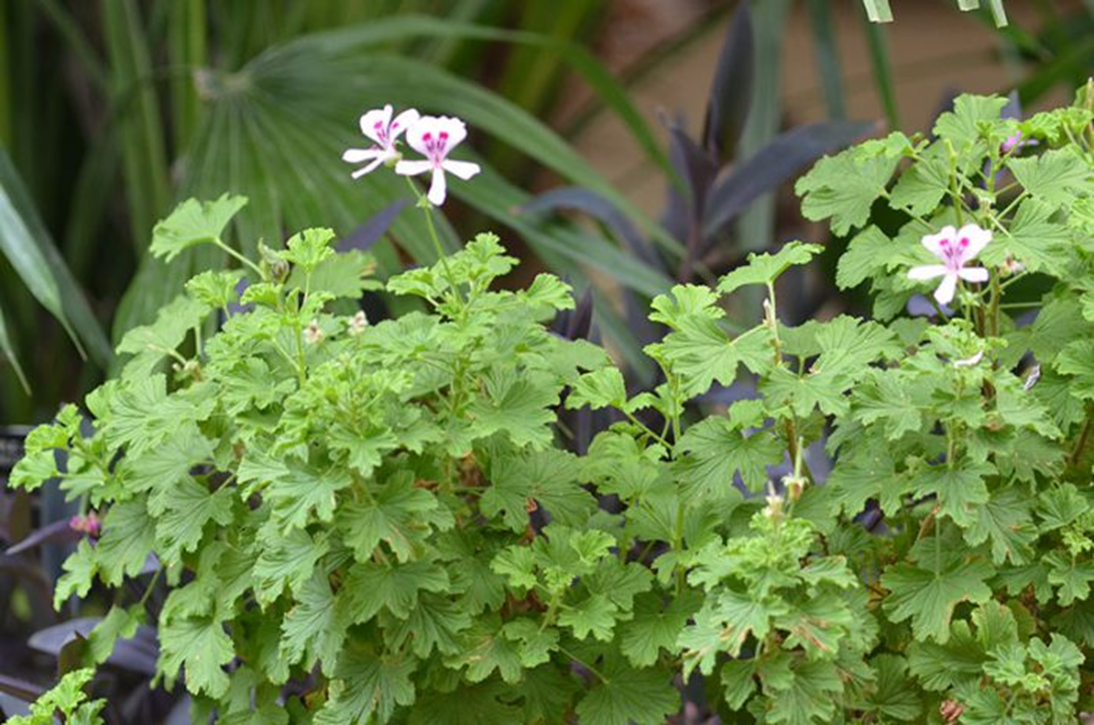 Герани листиками. Пеларгония crispum. Lemon crispum пеларгония. Пеларгония crispum variegatum. Пеларгония курчавая.