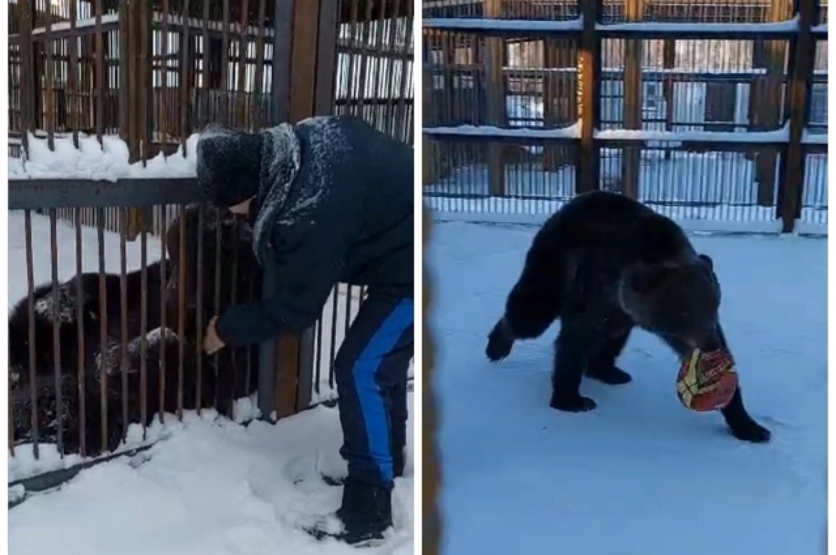    Голодные и истощенные.