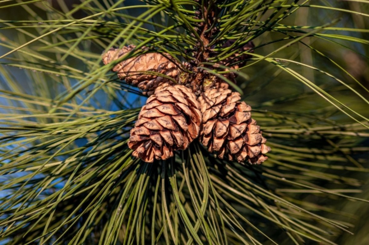    В Геленджике раздадут саженцы сибирского кедра