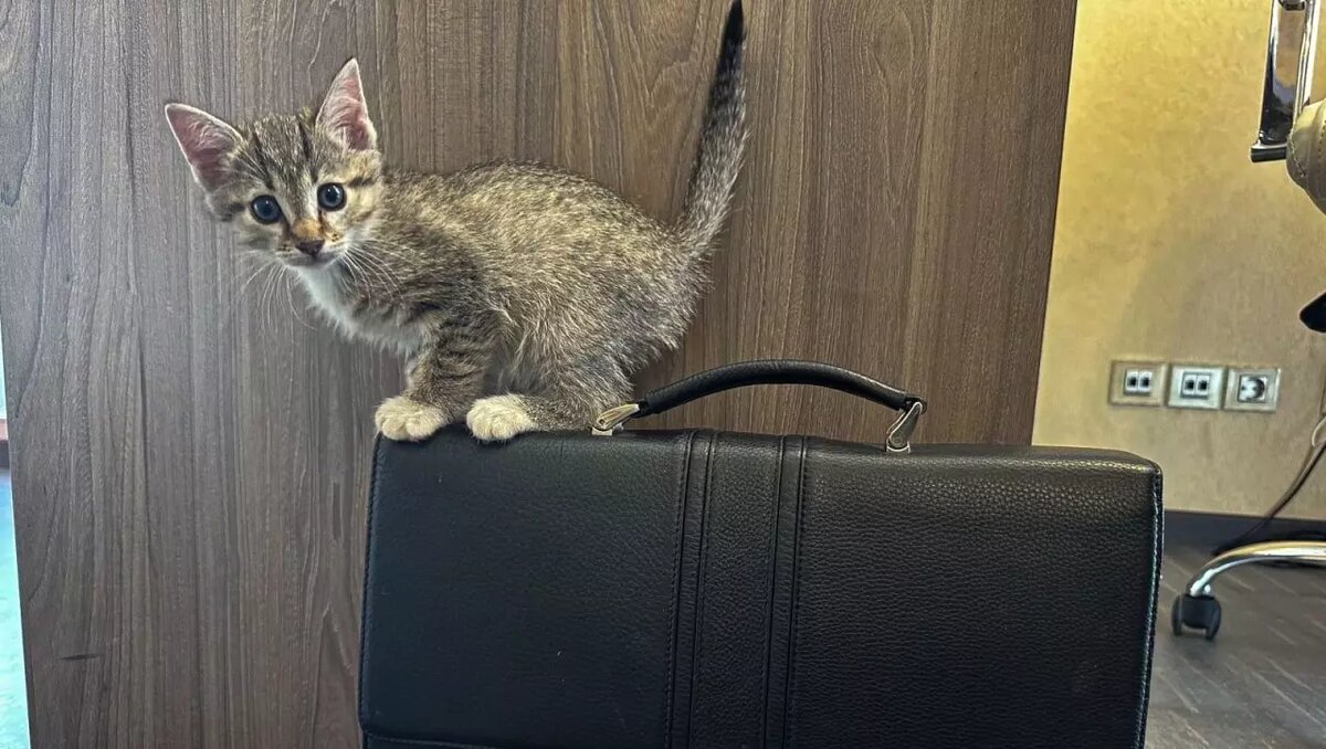     Работники мусоровоза решили отвезти брошенное животное в офис компании, где ему обустроили свой дом.