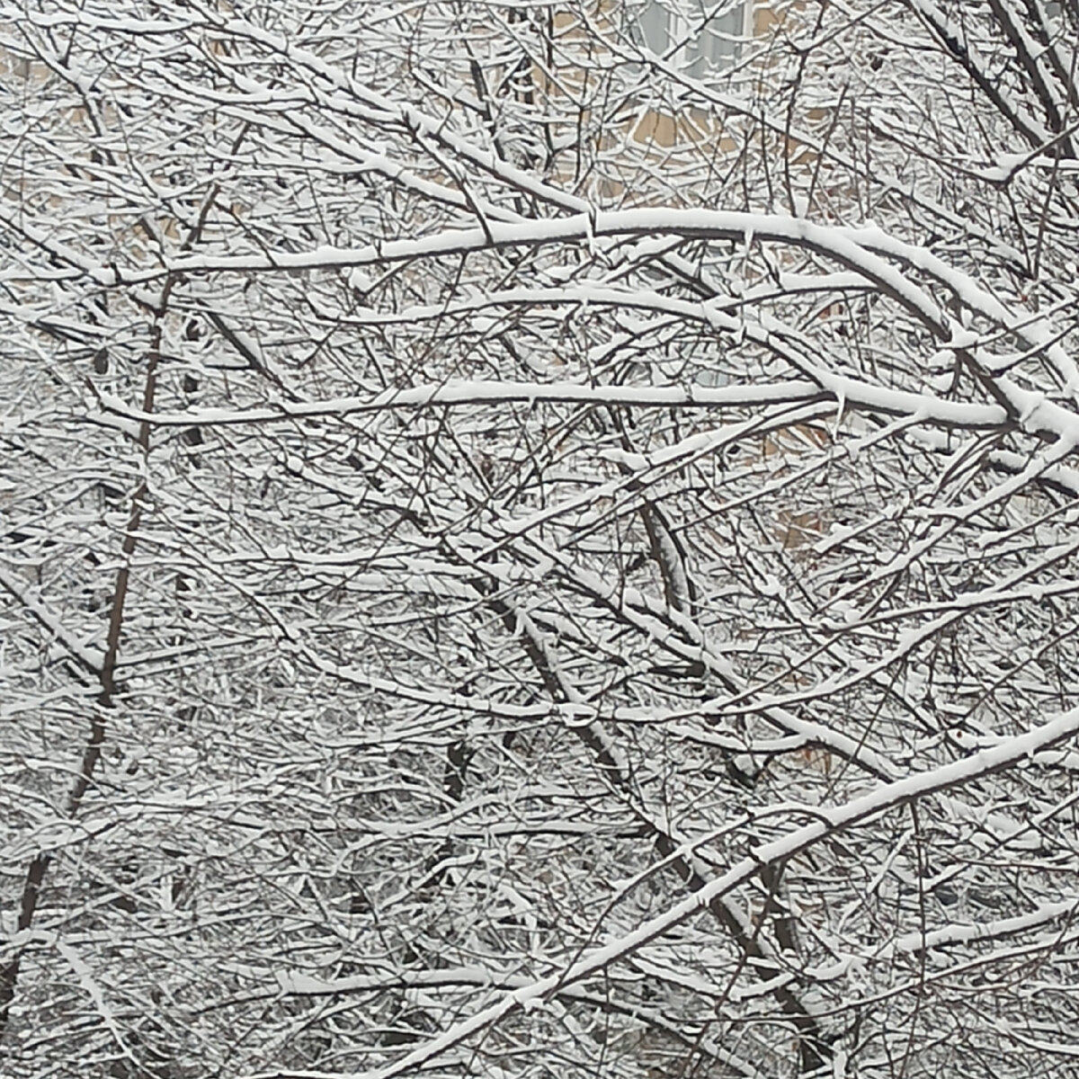 Зимние узоры. Фото автора