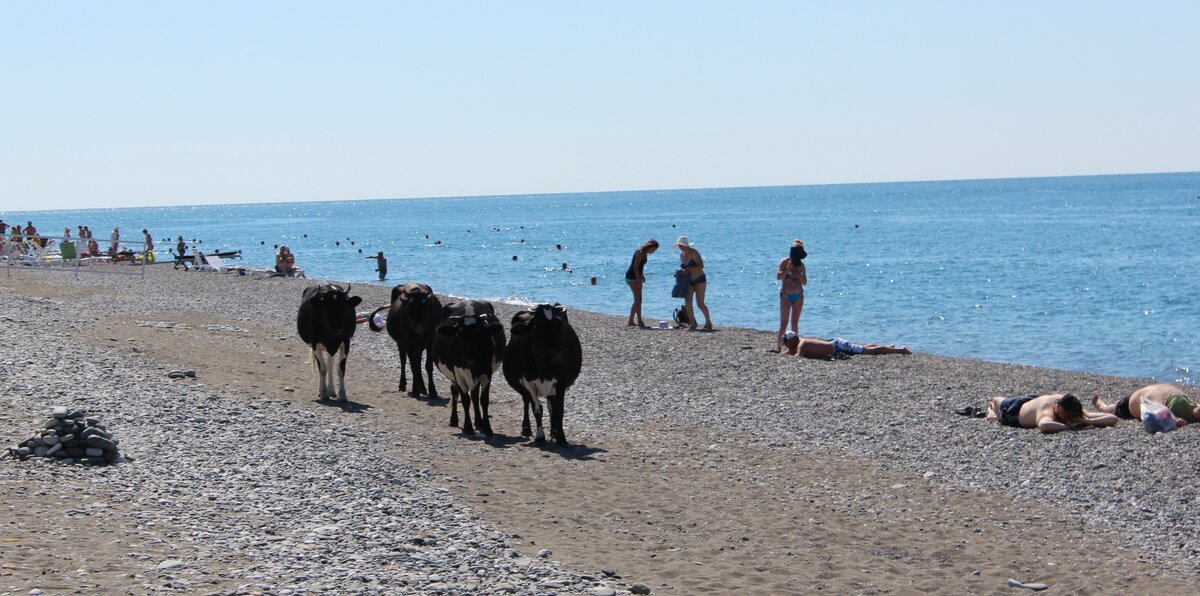 Абхазия. Кудры.