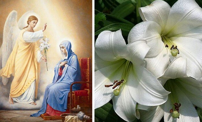  Белые лилии были в руке у архангела Гавриила, когда тот явился перед Девой Марией.