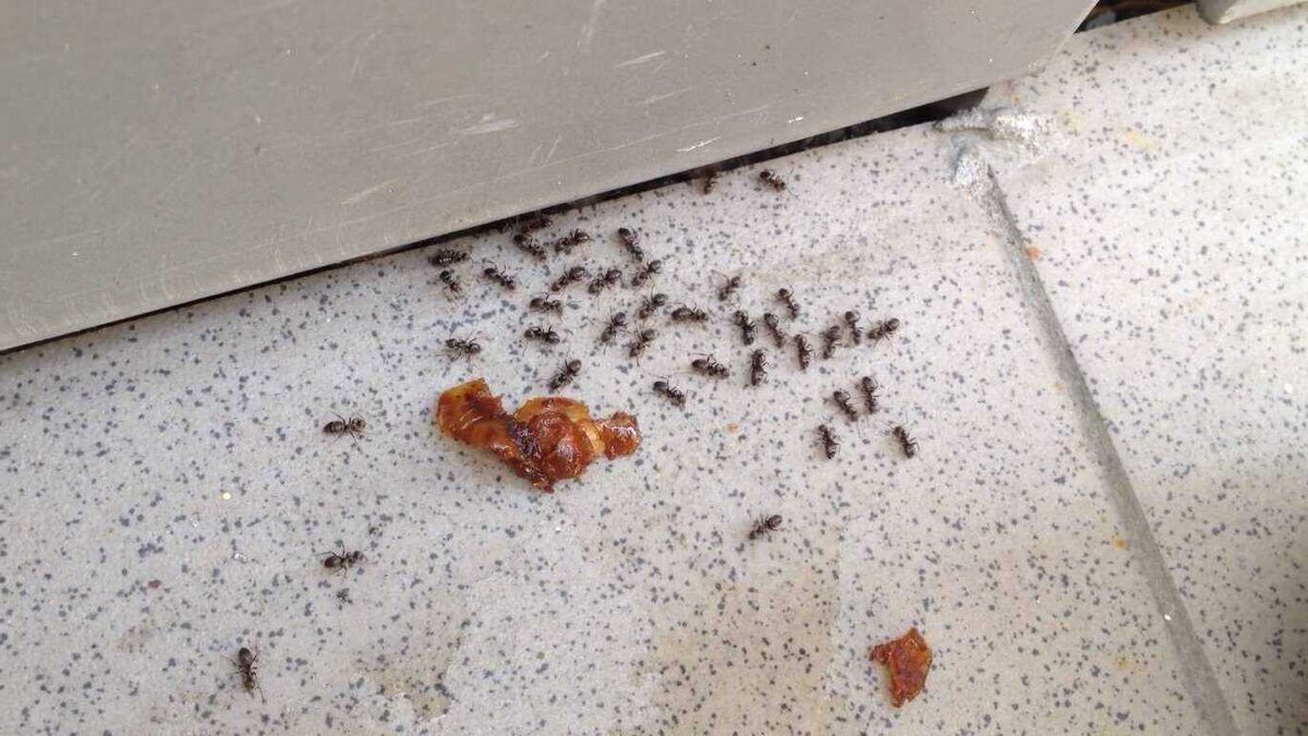 Остатки пищи привлекают муравьёв