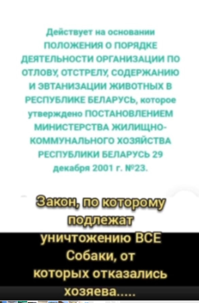 Домашнюю овчарку привели на усыпление!!! | Спасение собак из усыпалок  Белоруссии | Дзен