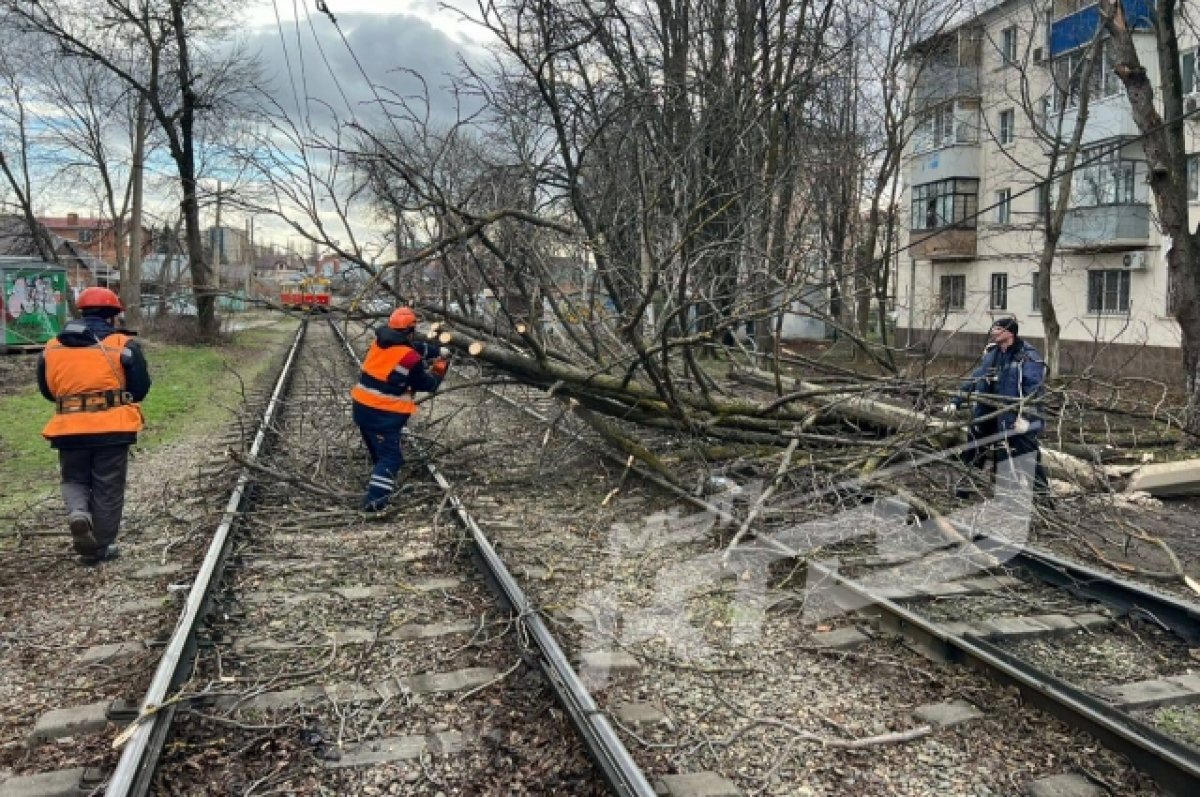    В Краснодаре из-за упавшего дерева изменено движение трамвайных маршрутов
