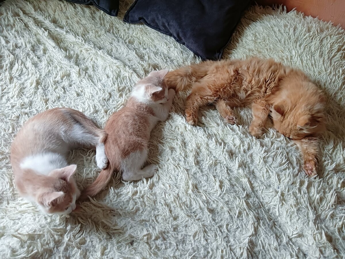 Лучик и Лаврик быстро подружились с котом хозяев Рыжиком