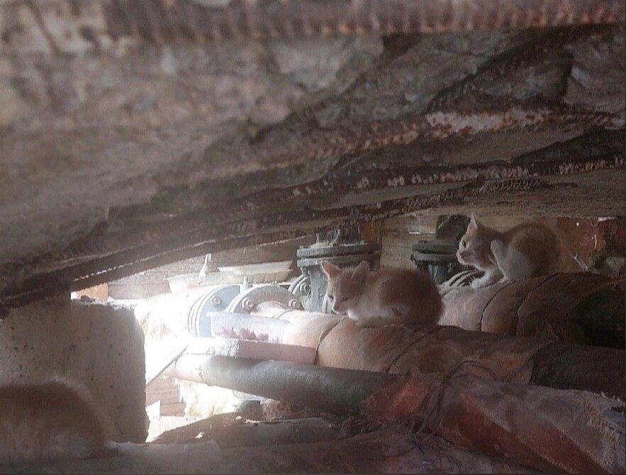 Малыши держались вместе. Это помогло им выжить