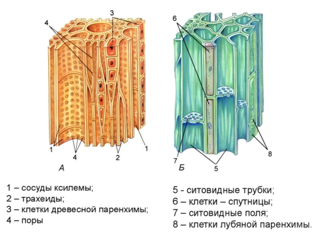 Живая проводящая ткань растений