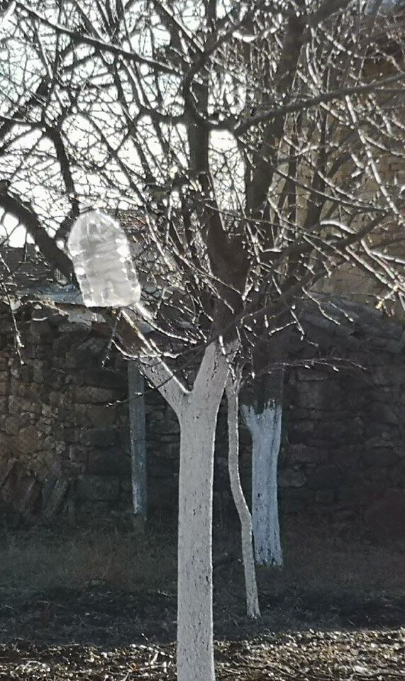 Побеленные деревья в саду имеют ухоженный вид