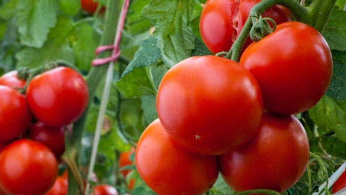 Обзор сортов томатов для посадки в сезоне 2024