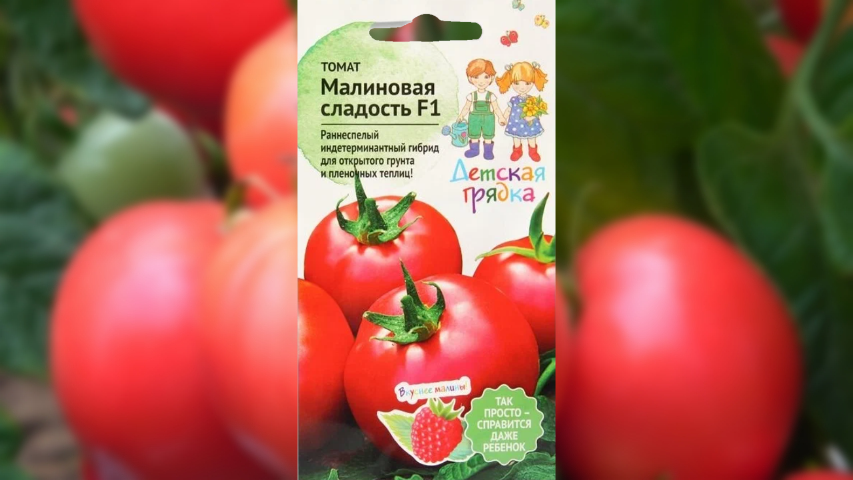 Малиновая сладость. Ровные, округлые плоды можно собрать с куста от 4 до 5 кг. 