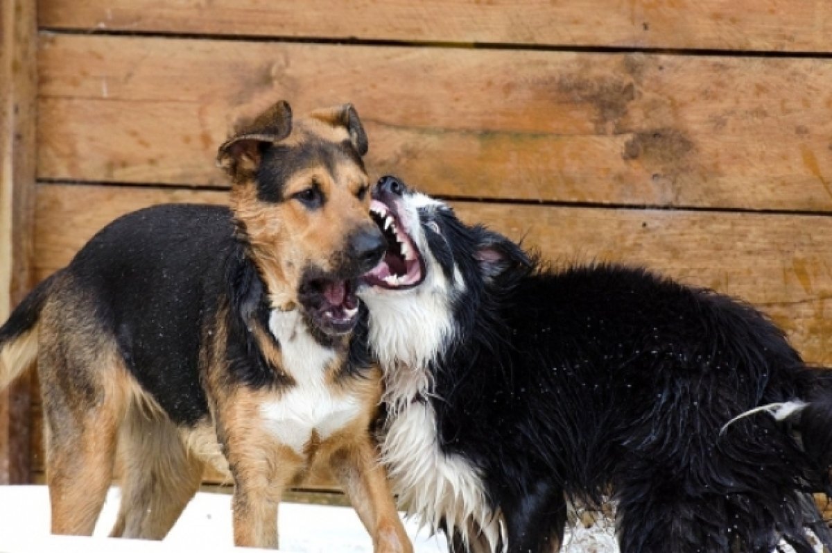    Кинолог Малиновский объяснил, что делать при встрече с бродячими собаками