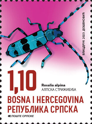 Rosalia alpina Linnaeus (альпийский пилильщик)