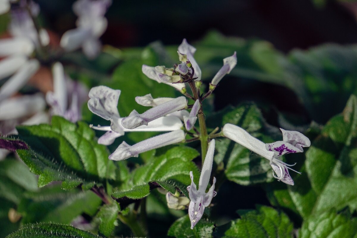 Plectranthus caninus