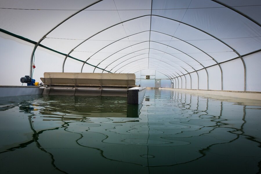 Добро пожаловать в бассейны компании Simpliigood AlgaeCore. В таких бассейнах мы выращиваем нашу спирулину