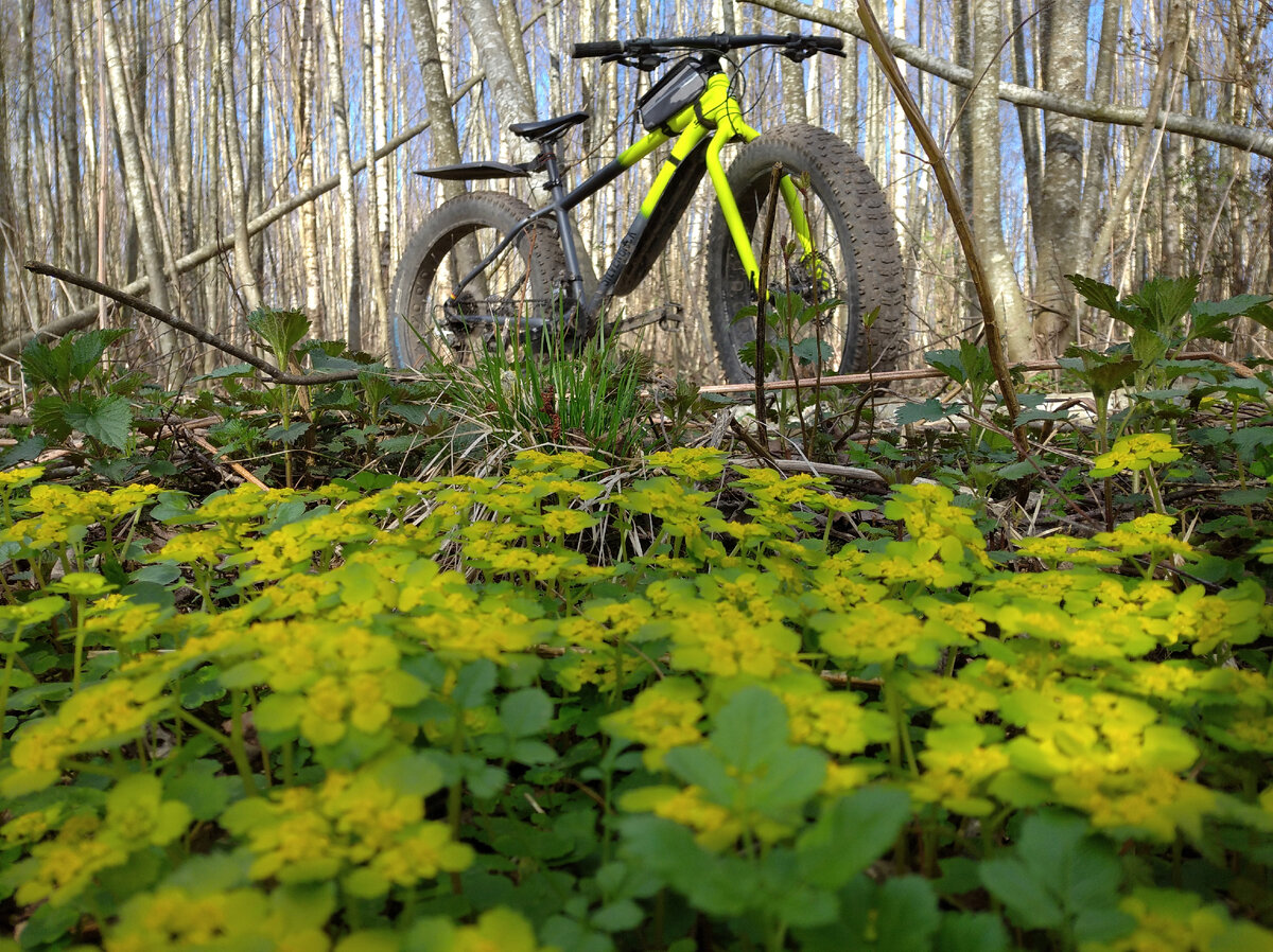 Где-то в весеннем лесу