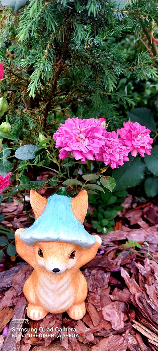 Миниатюрная роза Рокси и хвоя можжевельника 