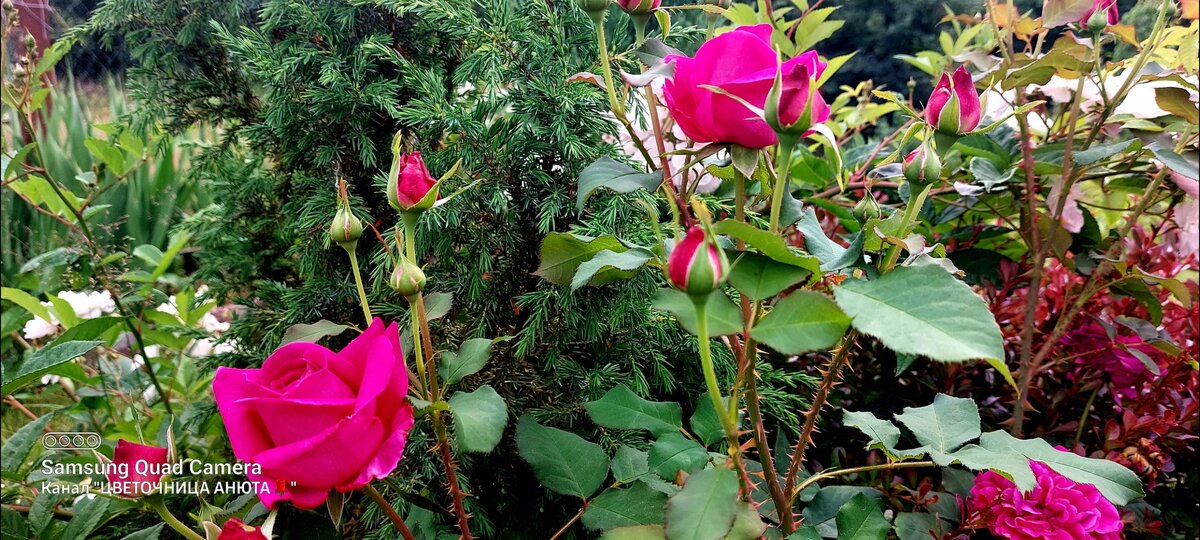 Манстед Вуд (остинка) рядом с можжевельником. 