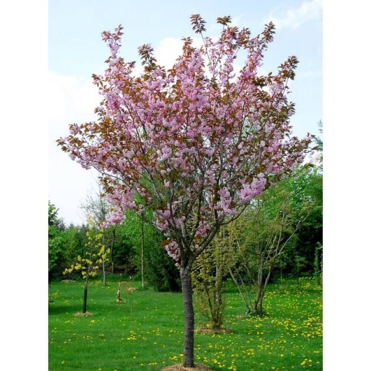 Таблица периода цветения многолетников. Календарь цветения растений. Календарь цветения трав для аллергиков. Календарь аллергика цветения растений-аллергенов. Календарь цветения.