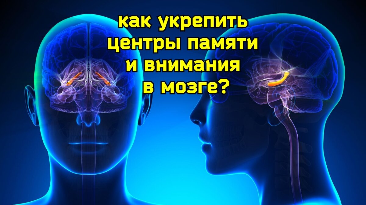 Мозг измучен настолько, что слабеет память? Помогут упражнения для  гиппокампа и других отделов мозга | Причины Здоровья | Дзен