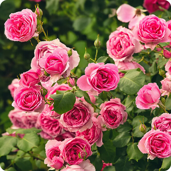 Рекомендации по поливу и удобрению стойких роз
