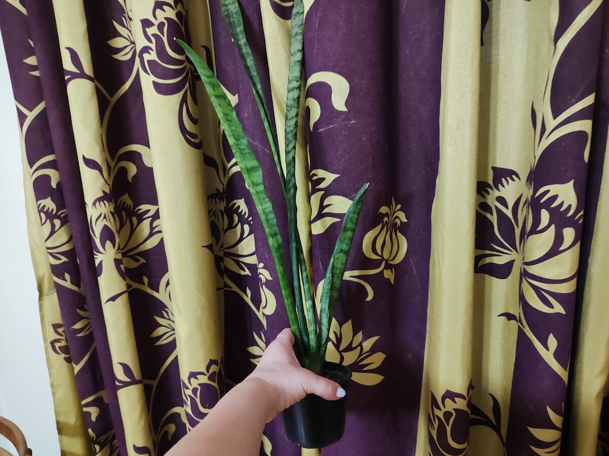 Сансевиерия