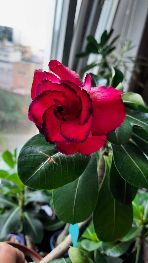 Это оригинальный цветок Шахерезады в удачном варианте. 