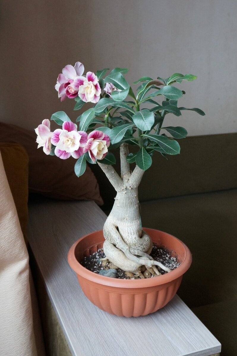 Низ от одного адениума, верх от другого - чудеса селекции:)) Шахерезада снизу, Туманность Андромеды сверху. 