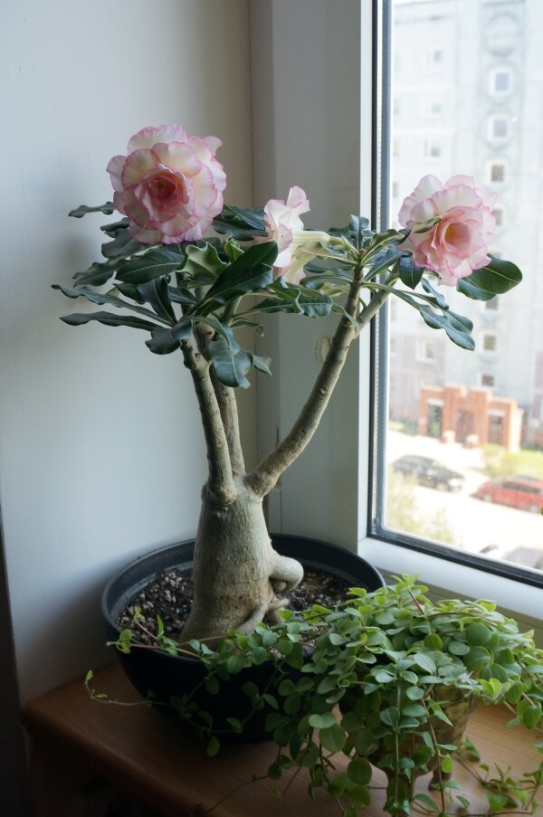 Этого я назвала Зефир. Он еще и пах очень нежно.