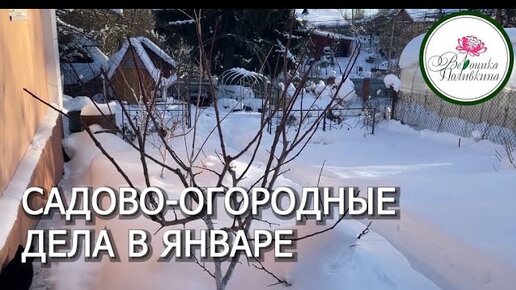 Садово огородные дела в январе