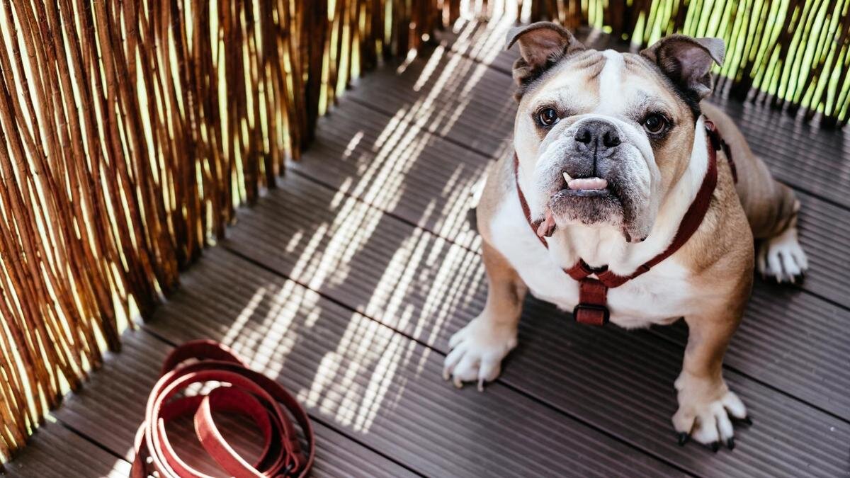    Английский бульдог на прогулке:Unsplash/freestocks