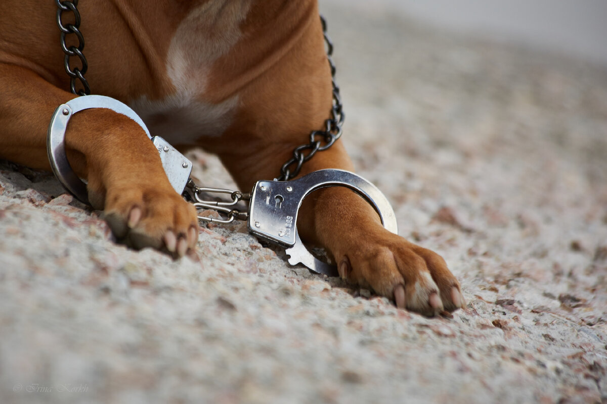 Собака-вандал