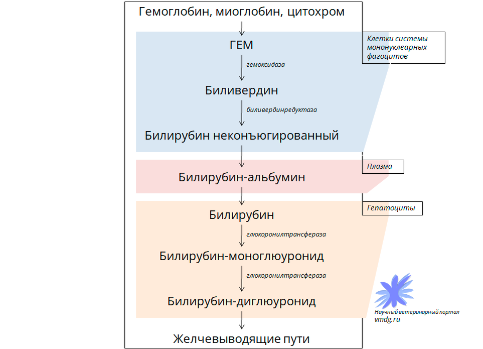 Рисунок 1. Общая схема образования билирубина