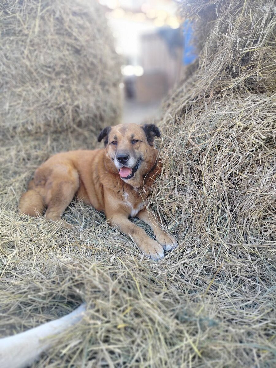 Собаки Ананды очень любят поваляться на свежем сене
