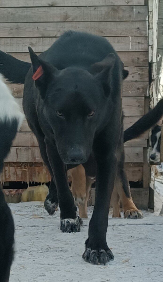 Один из жителей Ананды