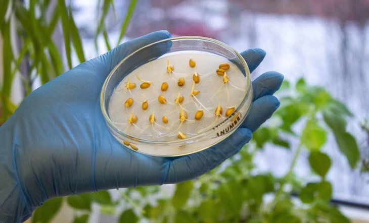    Пшеница и ячмень на бедной почве показали повышенную урожайность при 2-ух способах обработки салициловой кислотой