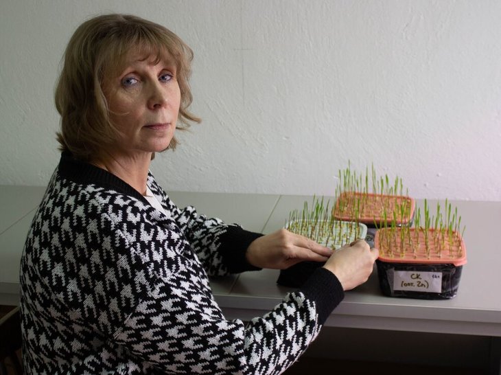     Пшеница и ячмень на бедной почве показали повышенную урожайность при 2-ух способах обработки салициловой кислотой
