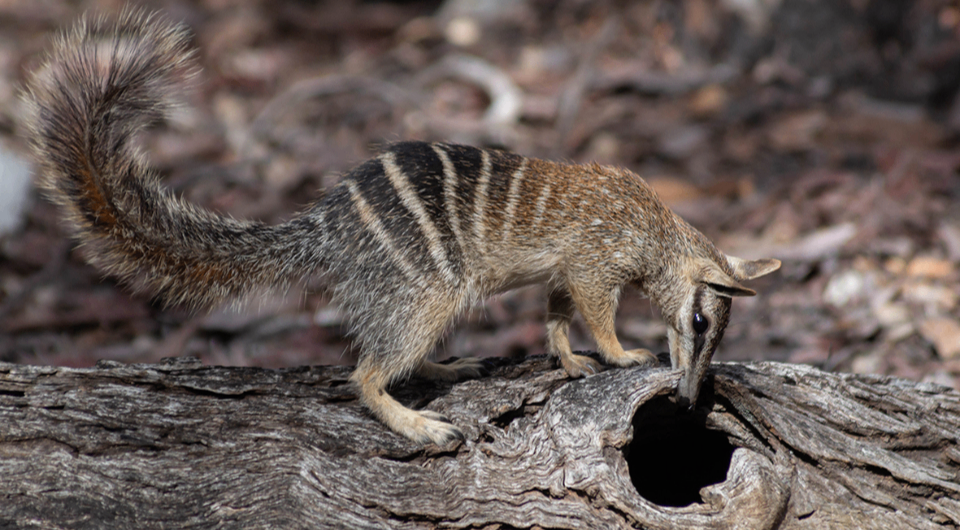   Christine Cooper / Journal of Experimental Biology, 2024