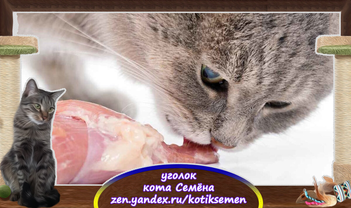 Как принудительно накормить кошку