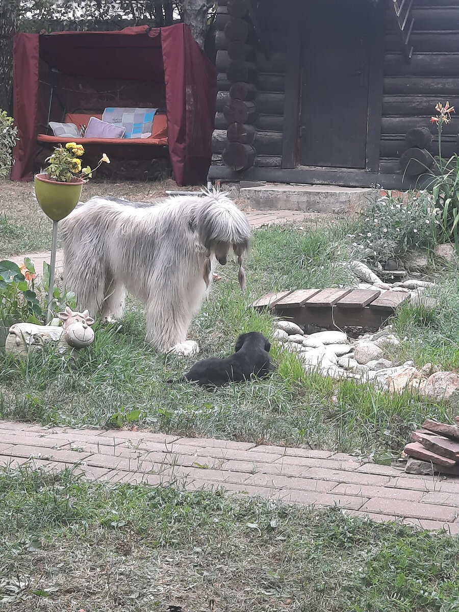 И, что это вы там опять принесли? Саня и Криш