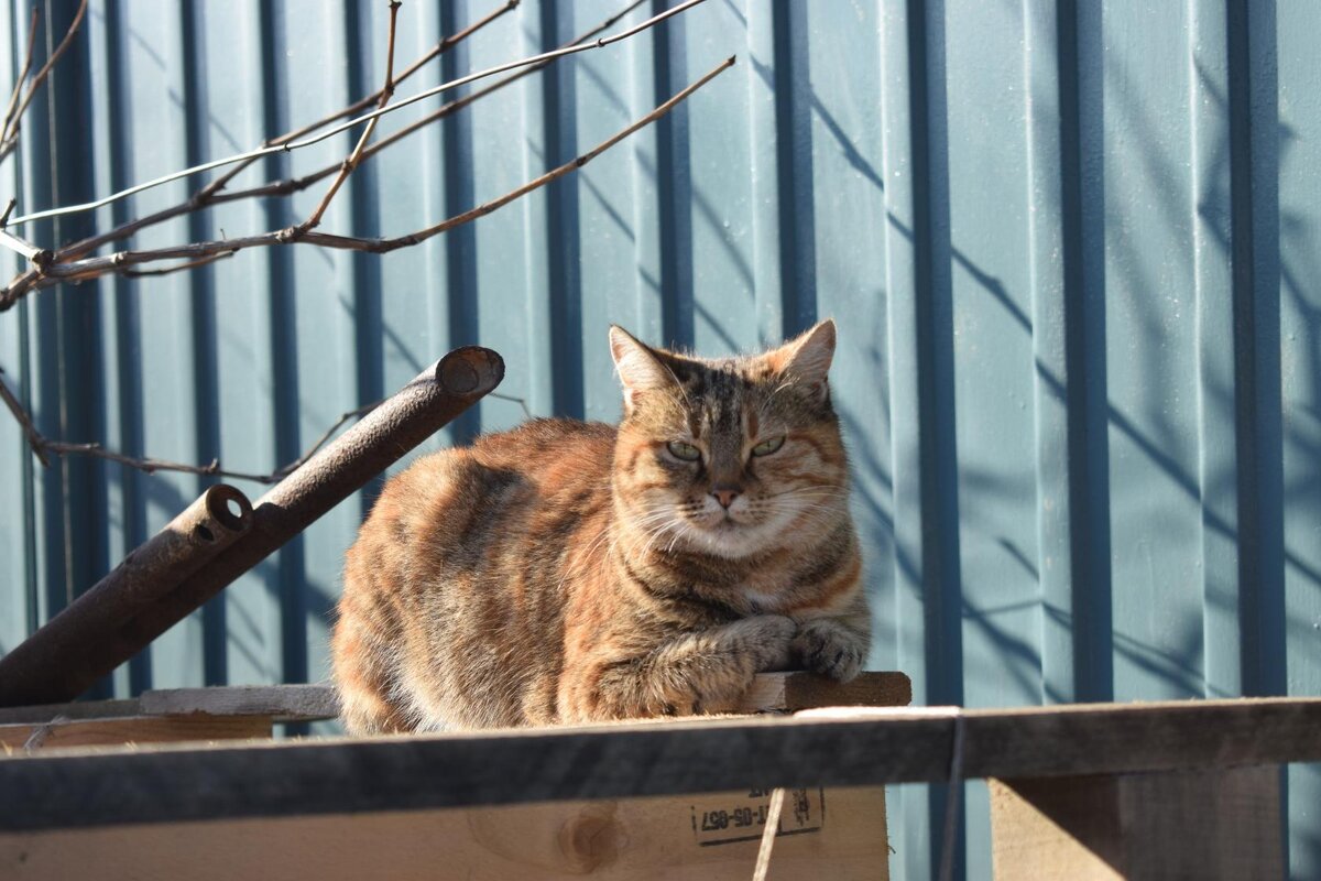 Многие приметы о погоде на 26 января у наших предков также были связаны с кошками. 