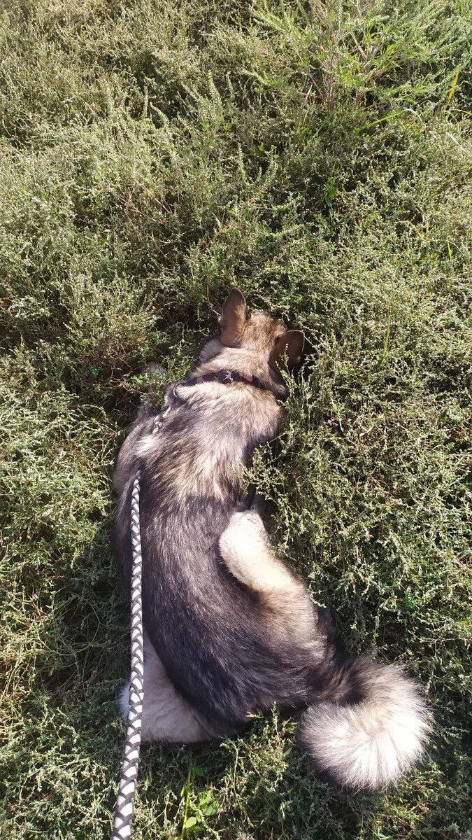 Гойко в ожидании своей очереди на тренировку.