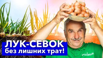 Лук-севок больше не покупаю! Почти бесплатно получаю много отличных луковиц за один сезон