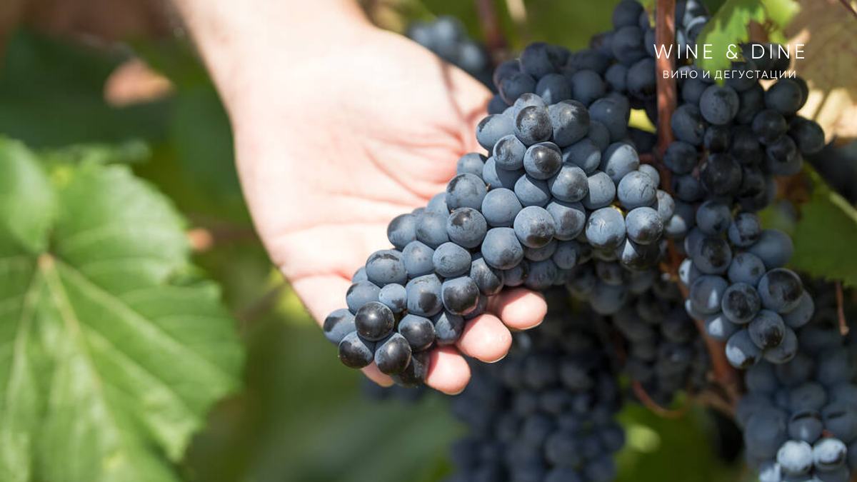 мускат италия сорт винограда. вино италия сорт винограда. кариньян сорт винограда. виноград культурный - vítis vinífera. изабелла белая сорт винограда.