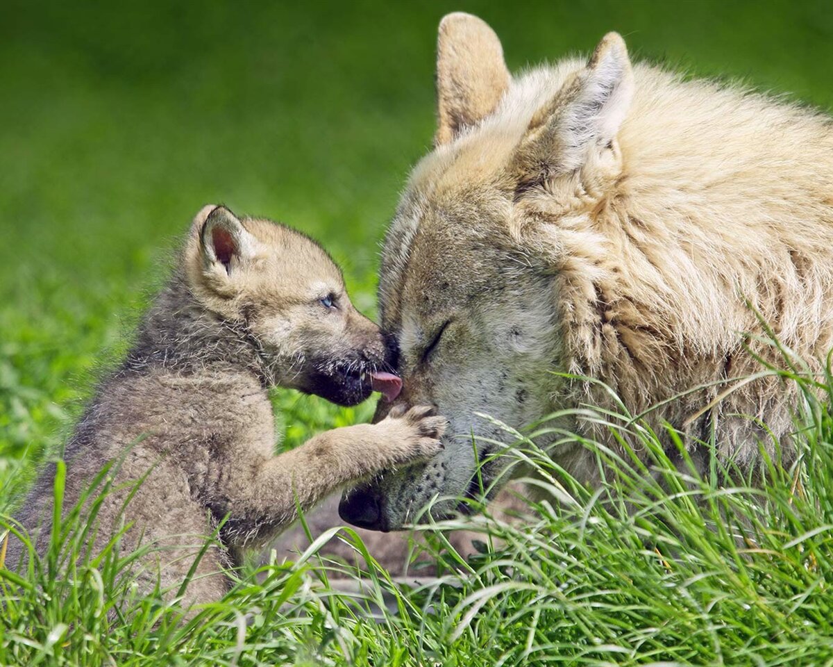Мамы про волков. Волчица с волчатами. Детеныши животных. Трогательные животные. Волк с волчатами.