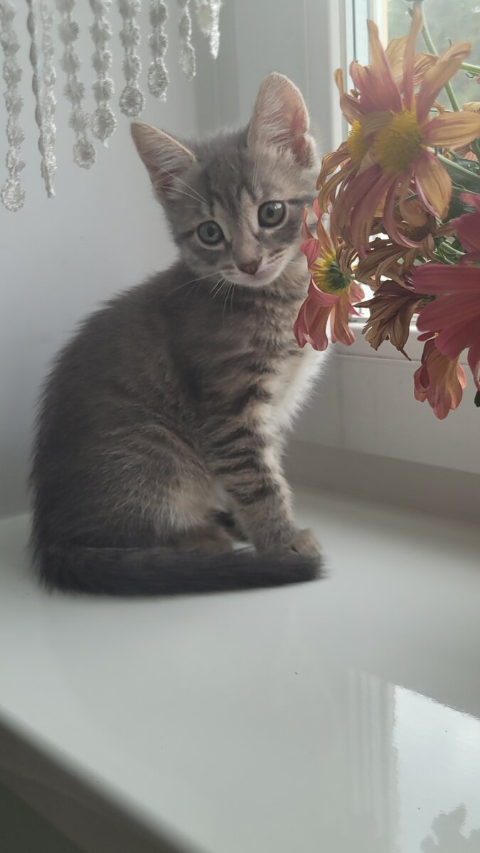 С появление Топатусика прошел целый год. Кот начал заметно быстро расти , развиваться, умнеть. Так как у нас семья много проводит времени на работе, коту стало очень скучно и одиноко.  Когда кто- то из нас приходил домой , он не мог отойти не на минуту. 