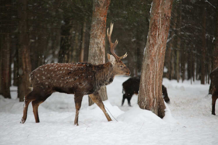 Фото оленя