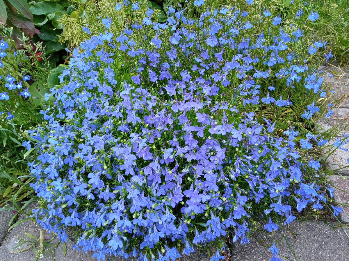 Немофила микс. Синие цветки вечнозеленой лианы. Парк хитачи синие цветы в японии. Голубая немофила в парке хитачи, япония. Парк хитачи-сисайд (hitachi seaside park), япония.